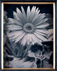 mcelroy-cone-flower-no-1-4x5