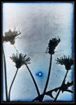 March 16, 2014. The sun and thesilhouette of dandelions,  the Konpira Shrine Park, Nagasaki (from the series EXPOSED IN A HUNDRED SUNS)